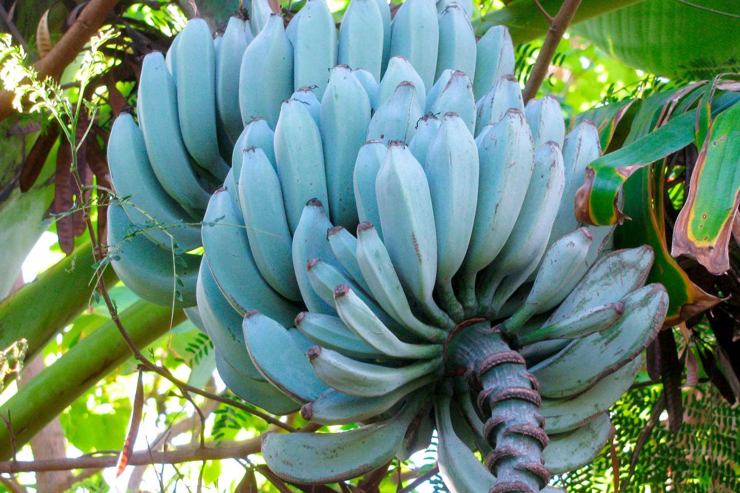Chuối[-]blue[-]java[-]được[-]nhiều[-]người[-]chia[-]sẻ[-]trên[-]mạng[-]xã[-]hội[-]với[-]màu[-]xanh[-]đẹp[-]mắt